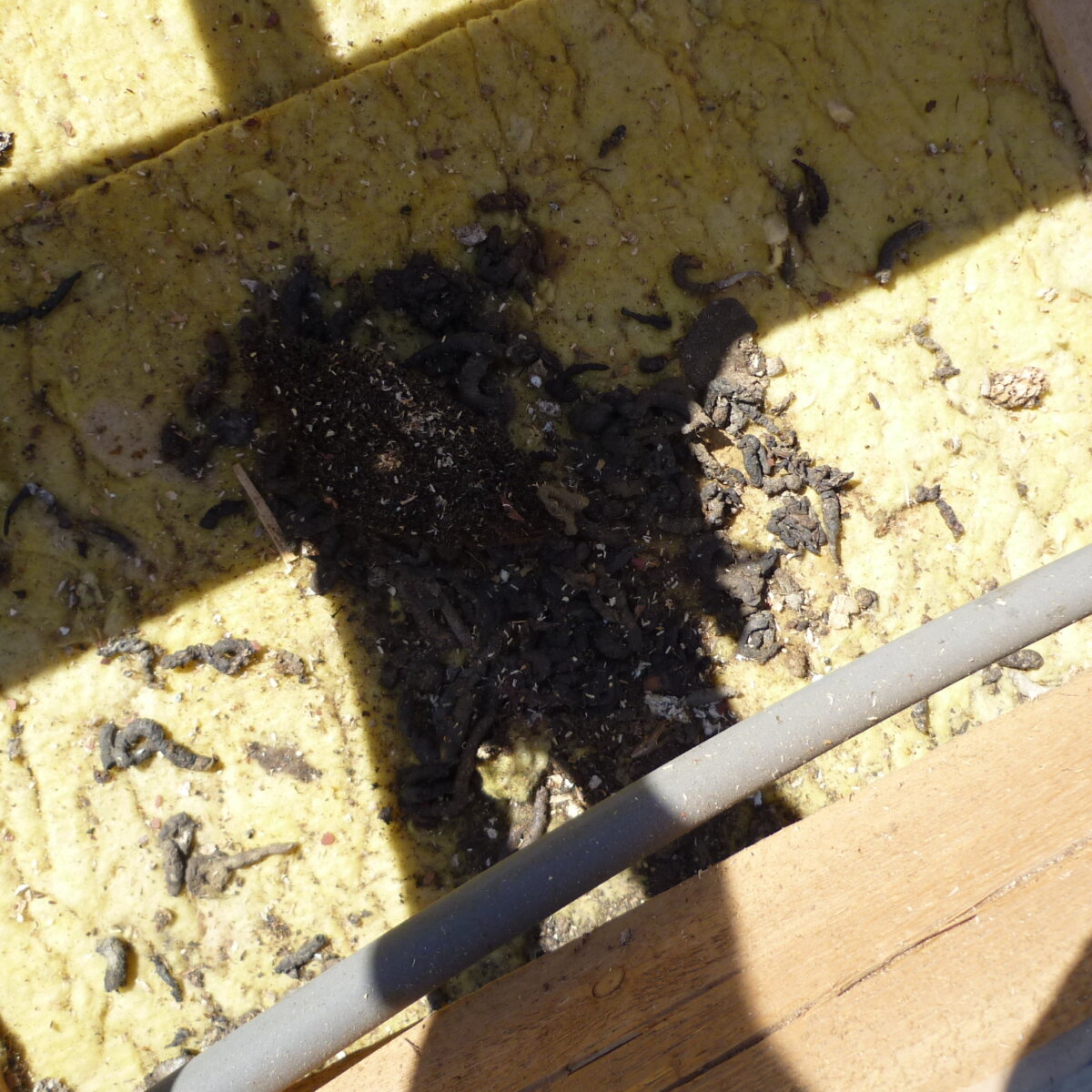 Schaden dach durch tiere marderkot im dach gestank waermedaemmung